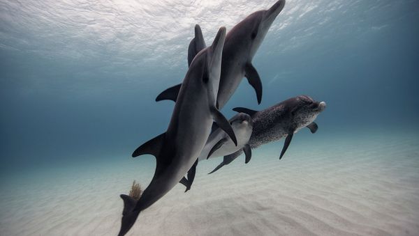 Underwater Photography - Sputnik International