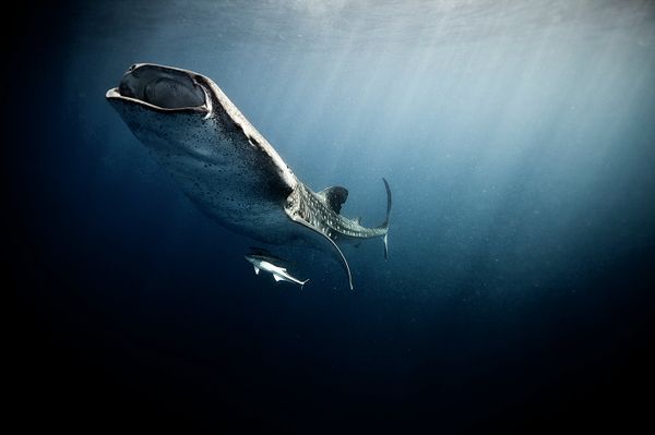 Underwater Photography - Sputnik International