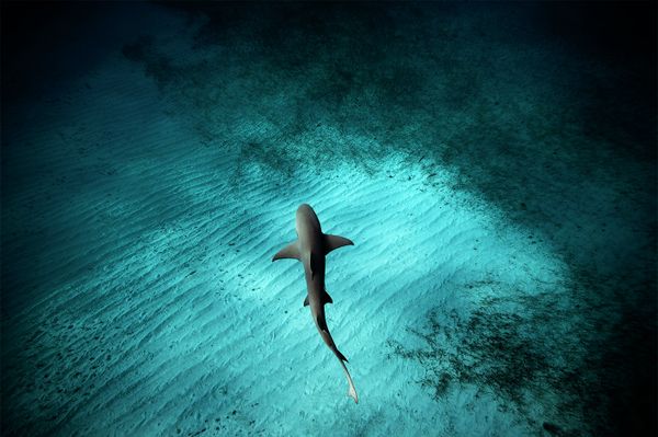 Underwater Photography - Sputnik International