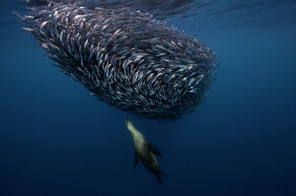 Underwater Photography - Sputnik International