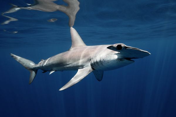 Underwater Photography - Sputnik International