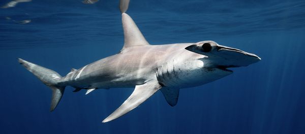 Underwater Photography Underwater Photography - Sputnik International