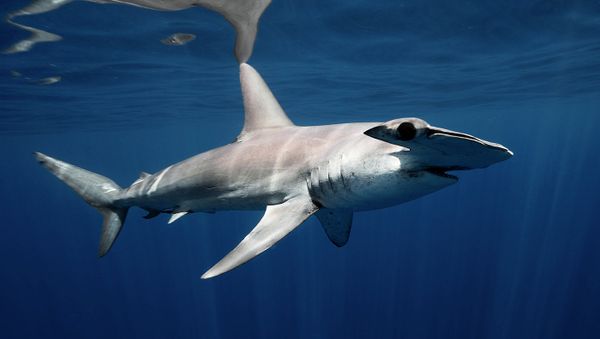 Underwater Photography - Sputnik International