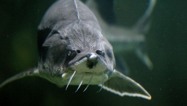 A Sturgeon is seen in an aquarium - Sputnik International