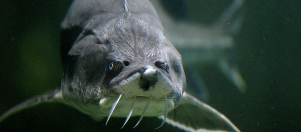 A Sturgeon is seen in an aquarium - Sputnik International