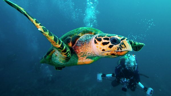 Green turtle (Chelonia mydas) - Sputnik International