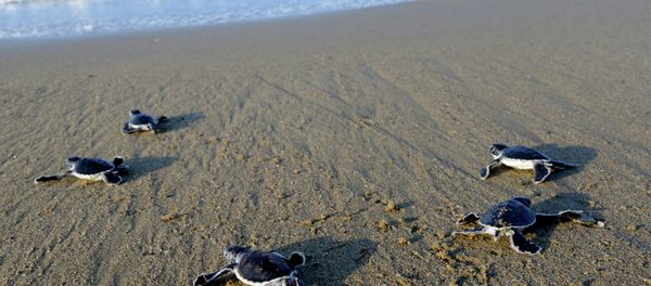 This photograph taken on March 23, 2014 shows baby green turtles crawling to the sea This photograph taken on March 23, 2014 shows baby green turtles crawling to the sea - Sputnik International
