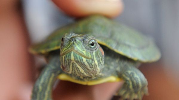 An Indian shopkeeper holds a baby red eared slider turtle in Ahmedabad on October 11, 2010. - Sputnik International