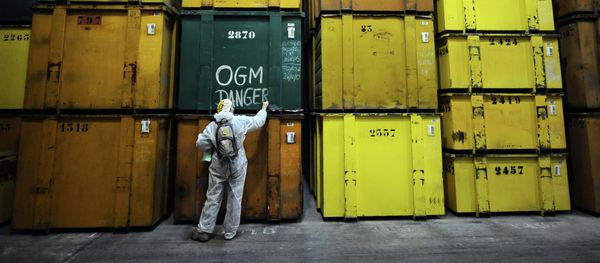 An activist writes GMO danger after anti-GMO activists entered in a production site of US agro-chemicals giant Monsanto to protest against the use of GMO crops and ask for the extension of the moratory on MON810 corn, on January 17, 2014, in Trebes, southern France An activist writes GMO danger after anti-GMO activists entered in a production site of US agro-chemicals giant Monsanto to protest against the use of GMO crops and ask for the extension of the moratory on MON810 corn, on January 17, 2014, in Trebes, southern France - Sputnik International