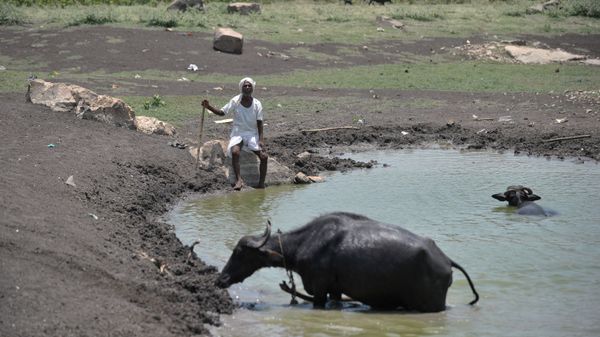 An Indian man sits under the hot sun next to his cattle on the outskirts of Hyderabad on May 25, 2015 An Indian man sits under the hot sun next to his cattle on the outskirts of Hyderabad on May 25, 2015 - Sputnik International