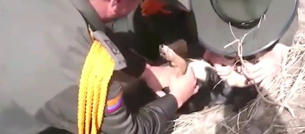 Dramatic rescue: Colombia police pull dog from mudslide, give him mouth-to-mouth - Sputnik International