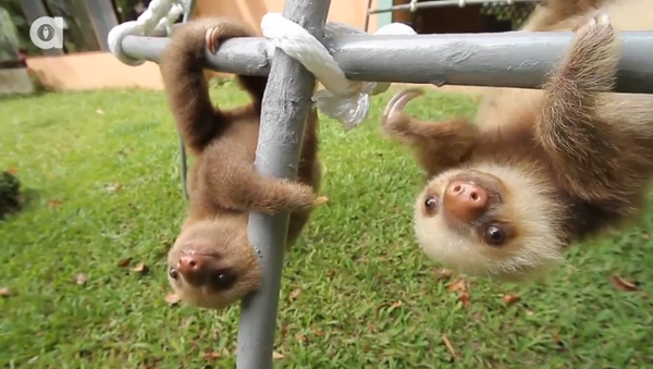 Sloth - Sputnik International