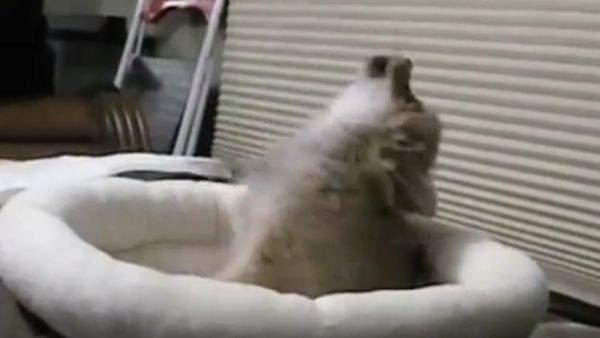 Puppy heard howling wolf - Sputnik International