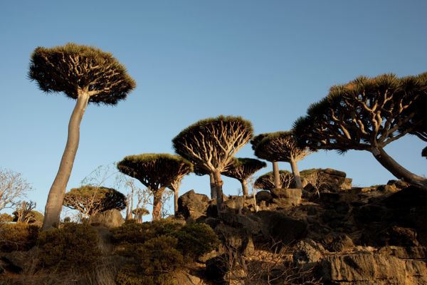 Yemen Photography - Sputnik International