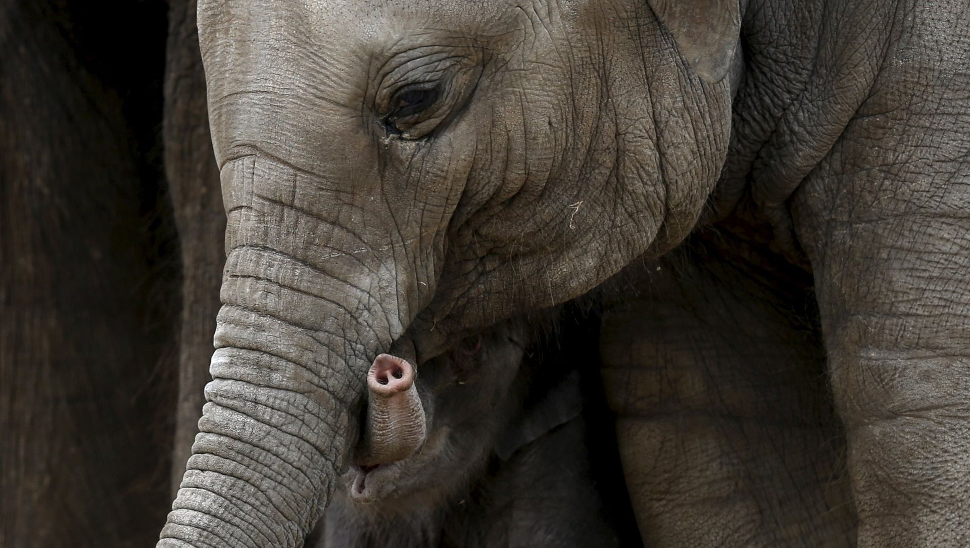 The trunk of a newborn Asian elephant is seen next to his mother Farina at Pairi Daiza wildlife park, a zoo and botanical garden in Brugelette, Belgium The trunk of a newborn Asian elephant is seen next to his mother Farina at Pairi Daiza wildlife park, a zoo and botanical garden in Brugelette, Belgium - Sputnik International, 1920, 12.06.2021