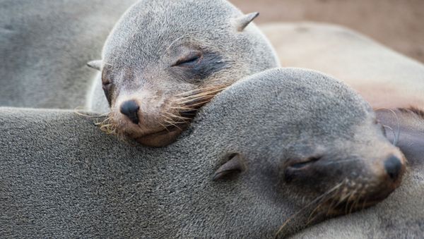 Seals are pictured at the Cape Cross Seal Reserve, on May 12, 2015 along the Skeleton Coast - Sputnik International