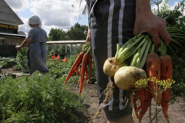 Harvesting on country sites in Omsk region - Sputnik International