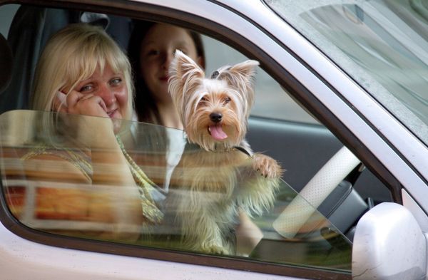 A car-driver with a dog on a street of Khabarovsk - Sputnik International