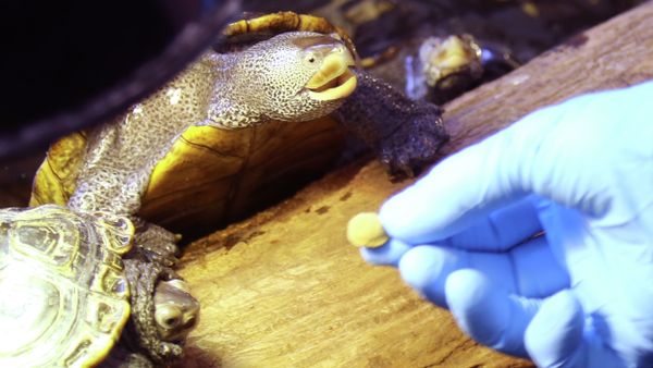 In this May 23, 2015 photo, turtle advocate Karen Testa feeds diamondback terrapins at her group’s rehabilitation center in Jamesport, N.Y. - Sputnik International