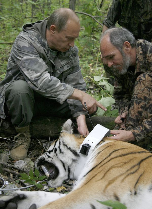 August 31, 2008. Russian Prime Minister Vladimir Putin, left, and Senior Researcher of the Ecology and Evolution Problems Institute of the Russian Academy of Sciences Viktor Lukaretsky, right, putting a GPS-Argos transmitter neckstrap on a five year-old tigress, temporarily immobilized by scientists, during a visit to the Ussuri Reserve in the Far East - Sputnik International