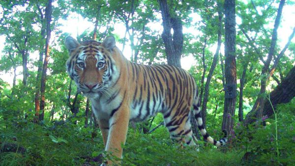 Siberian tiger - Sputnik International