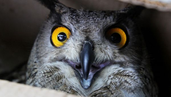 An eagle-owl celebrates Bird Day at the Sad Gorod (Garden City) private zoo in Vladivostok - Sputnik International