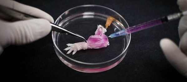 Researchers at Massachusetts General Hospital have rebuilt a dead rat's arm with live tissue, and successfully attached it to another rat, marking the first instance of such a 'biolimb' transplant. - Sputnik International