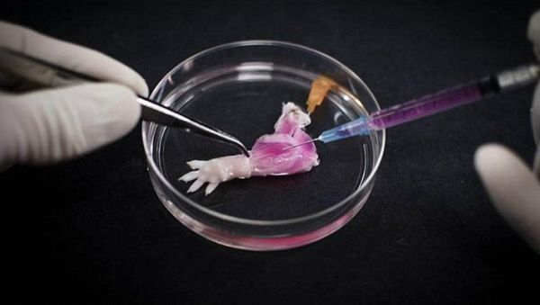 Researchers at Massachusetts General Hospital have rebuilt a dead rat's arm with live tissue, and successfully attached it to another rat, marking the first instance of such a 'biolimb' transplant. - Sputnik International