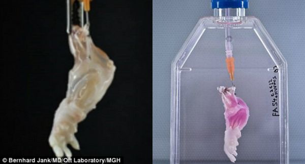 The dead rat arm is stripped of its soft tissue (left) and then fed new cells and nutrients  (right) from the recipient's own body to build a biologically compatible set of tissue on the limb scaffold.  - Sputnik International