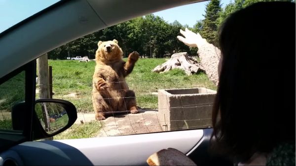 Awesome catch by the bear - Sputnik International