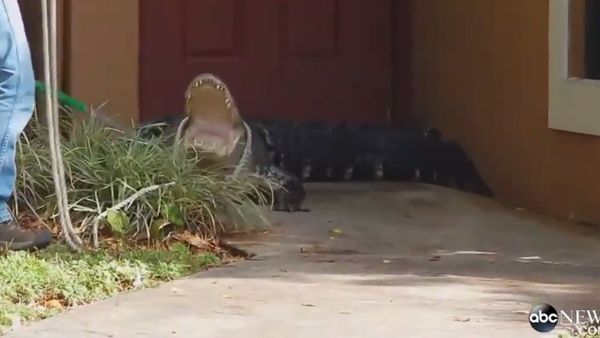 Alligator at the Door - Sputnik International