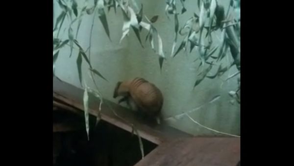Armadillo who slipping - Sputnik International
