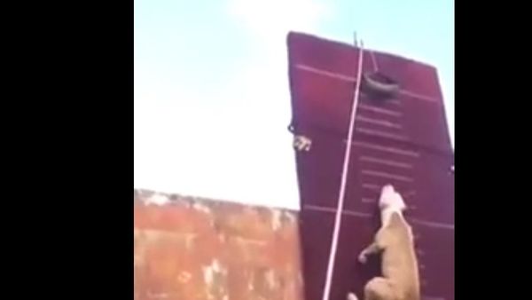 WOW This dog has some serious POWER!! - Sputnik International