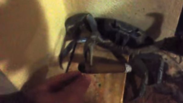 Land crab runs off with cigar - Sputnik International