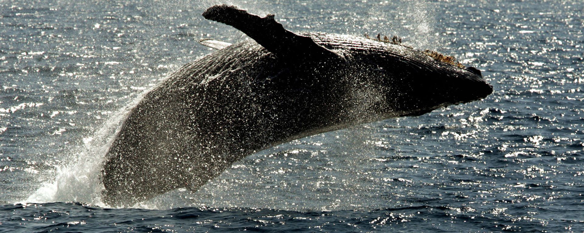 Humpback whale leaps out of the water in the channel off the town of Lahaina on the island of Maui in Hawaii. - Sputnik International, 1920, 22.04.2023