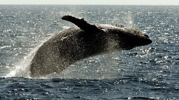 Humpback whale leaps out of the water in the channel off the town of Lahaina on the island of Maui in Hawaii. - Sputnik International