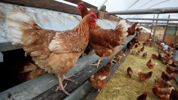 In this photo taken Dec. 19, 2008, chickens are seen on a farm near Vacaville, Calif. - Sputnik International