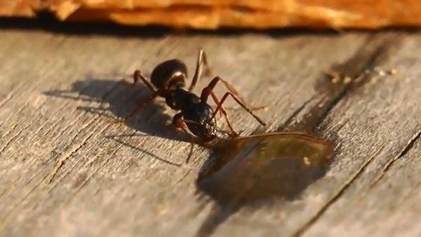 Drunk Ant - Sputnik International