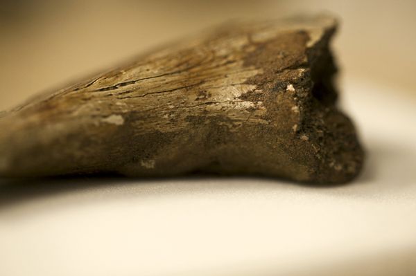 An ungual claw from an indeterminate theropod where the erythrocyte-like structures were found, is pictured in this undated handout photo provided by Laurent Mekul, June 9, 2015 An ungual claw from an indeterminate theropod where the erythrocyte-like structures were found, is pictured in this undated handout photo provided by Laurent Mekul, June 9, 2015 - Sputnik International