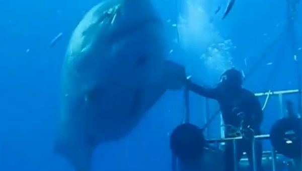 Shark High Five - Sputnik International