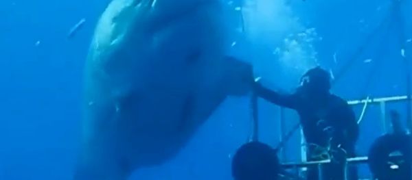 Shark High Five Shark High Five - Sputnik International