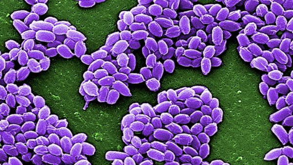 Spores from the Sterne strain of anthrax bacteria (Bacillus anthracis) are pictured in this handout scanning electron micrograph (SEM) obtained by Reuters May 28, 2015 - Sputnik International