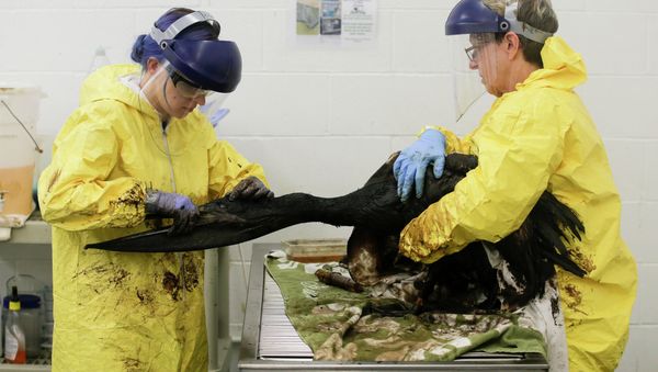 California Oil Spill Cleanup to Cost Millions California Oil Spill Cleanup to Cost Millions - Sputnik International