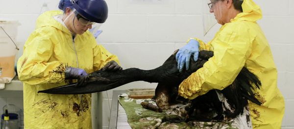 California Oil Spill Cleanup to Cost Millions California Oil Spill Cleanup to Cost Millions - Sputnik International