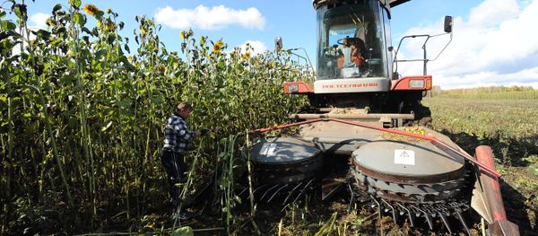 Sunflower harvesting in Chelyabinsk Region Sunflower harvesting in Chelyabinsk Region - Sputnik International