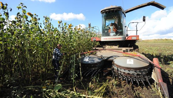 Sunflower harvesting in Chelyabinsk Region Sunflower harvesting in Chelyabinsk Region - Sputnik International