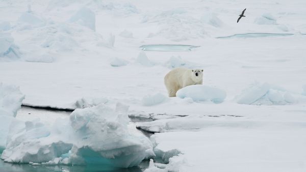 A polar bear stands on an ice floe near the Norwegian archipelago of Svalbard. File photo - Sputnik International