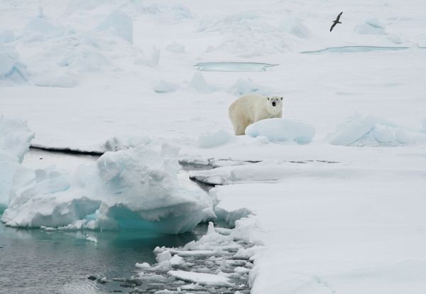 A polar bear stands on an ice floe near the Norwegian archipelago of Svalbard. File photo  - Sputnik International