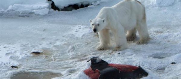 Polar bears are now eating dolphins, thanks to global warming - Sputnik International