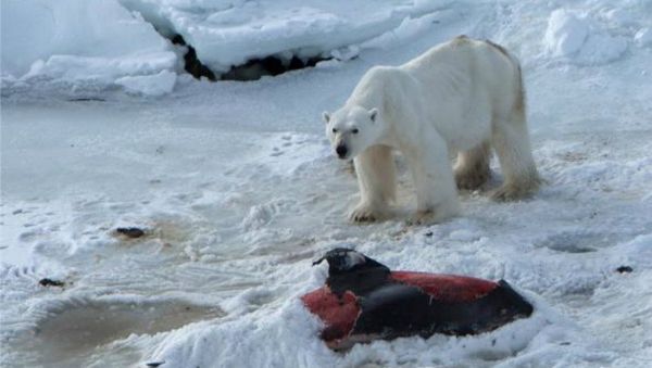 Polar bears are now eating dolphins, thanks to global warming Polar bears are now eating dolphins, thanks to global warming - Sputnik International